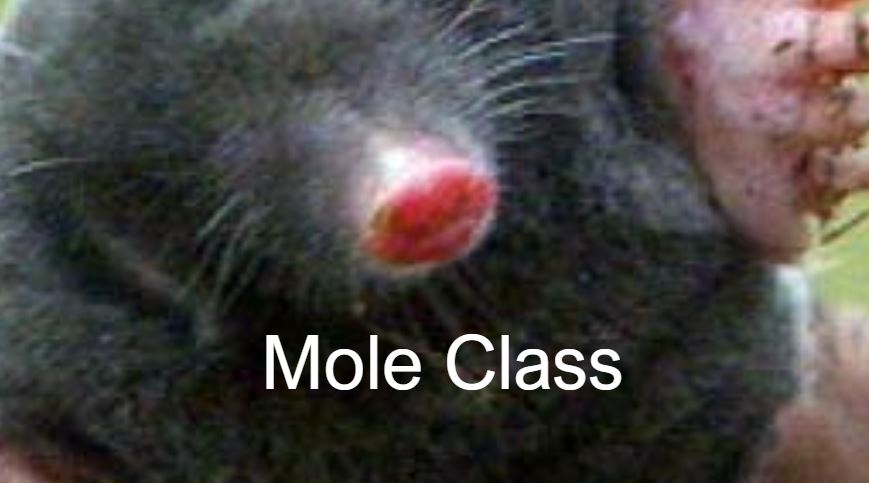 mole